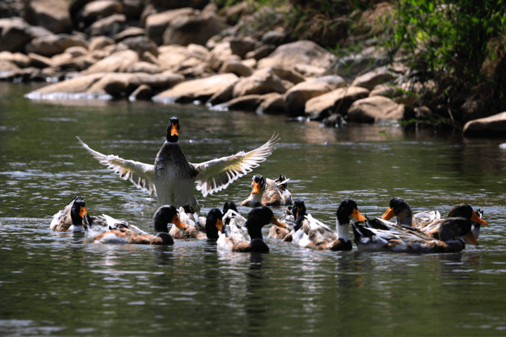 麻将胡了模拟器pg下载-麻将胡了模拟器pg下载2025最新版本